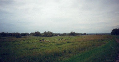 Kühe im Nationalpark