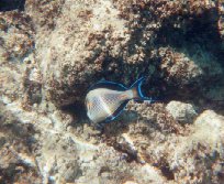 Ein Fisch auf der Flucht