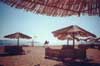 ein Kamel am Strand