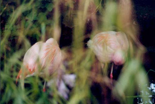 Flamingos